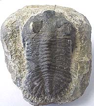 medacontina trilobite.jpg